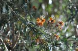 Buddleja coriacea