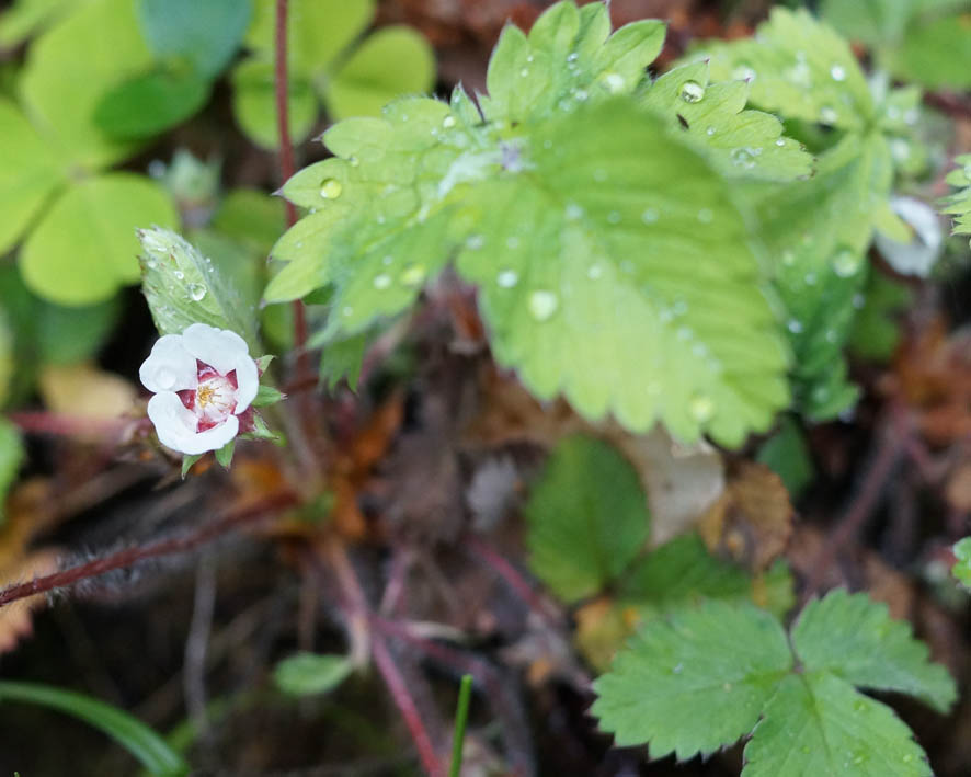 Изображение особи Potentilla micrantha.