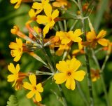 Primula bulleyana