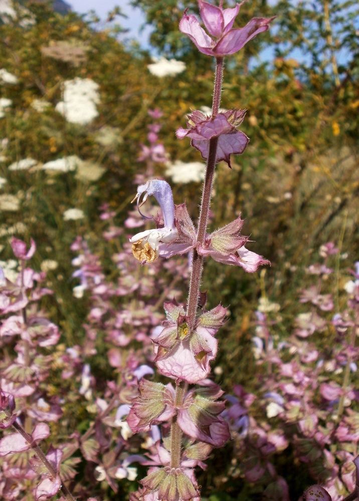 Изображение особи Salvia sclarea.