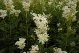 Filipendula ulmaria ssp. denudata