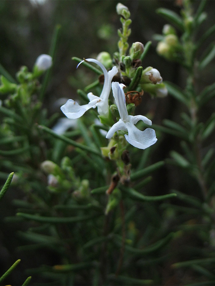 Изображение особи Rosmarinus officinalis.