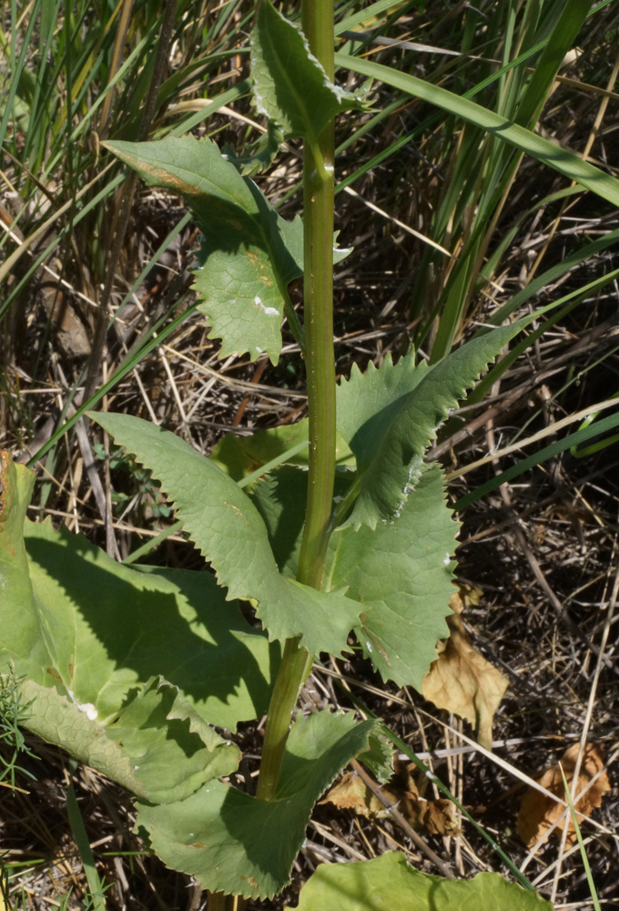 Изображение особи Ligularia songarica.