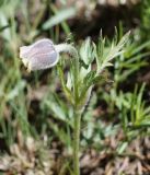 Pulsatilla campanella. Верхушка цветущего растения. Кыргызстан, Нарынская обл., левый берег р. Нарын, склон долины руч. Ирису. 12.06.2015.