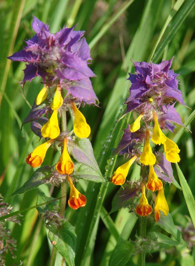 Image of Melampyrum nemorosum specimen.