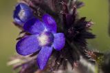 Anchusa azurea