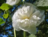 Alcea rosea