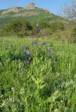 Anchusa azurea. Цветущее растение. Крым, Карадагский заповедник, пожарная тропа, поляна в дубовом редколесье. 14 мая 2015 г.