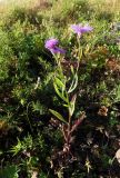 Centaurea jacea