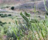 Agropyron cristatum