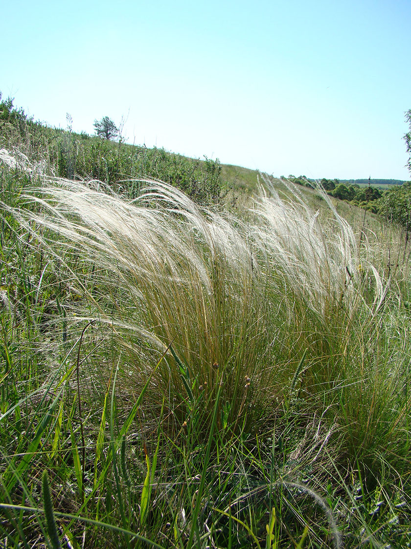 Изображение особи Stipa tirsa.