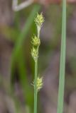 Carex canescens. Верхушка побега с соплодиями. Мурманская обл., Кольский р-н, окр. пос. Дальние Зеленцы, окр. Столбового озера, сырая закустаренная тундра. 25.07.2016.