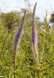 Veronicastrum sibiricum