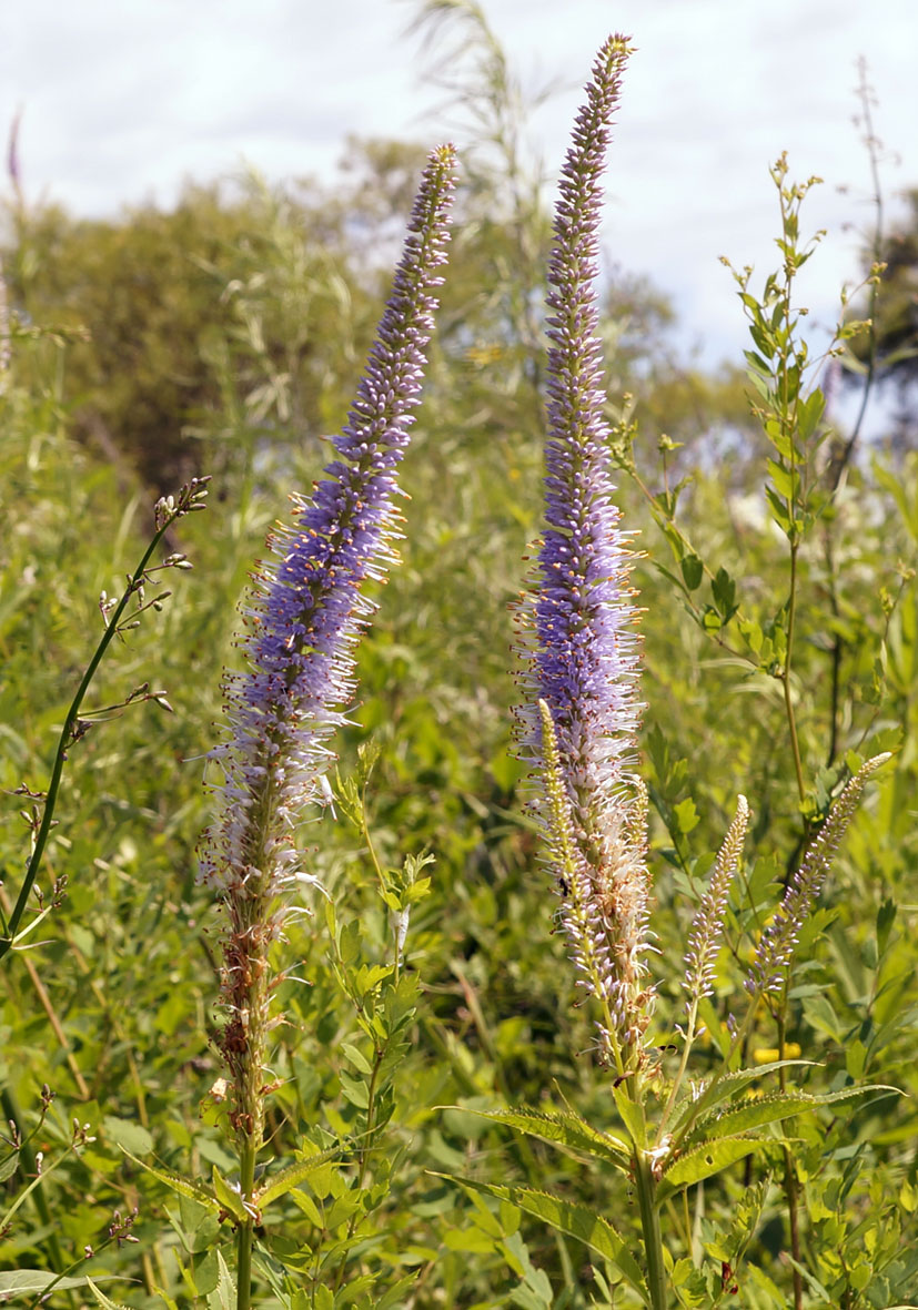 Image of Veronicastrum sibiricum specimen.