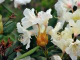Rhododendron caucasicum. Соцветие. Карачаево-Черкесия, окр. пос. Архыз, хребет Абишира-Ахуба, субальпийский луг (выс. около 2000 м н.у.м.). 17.06.2015.