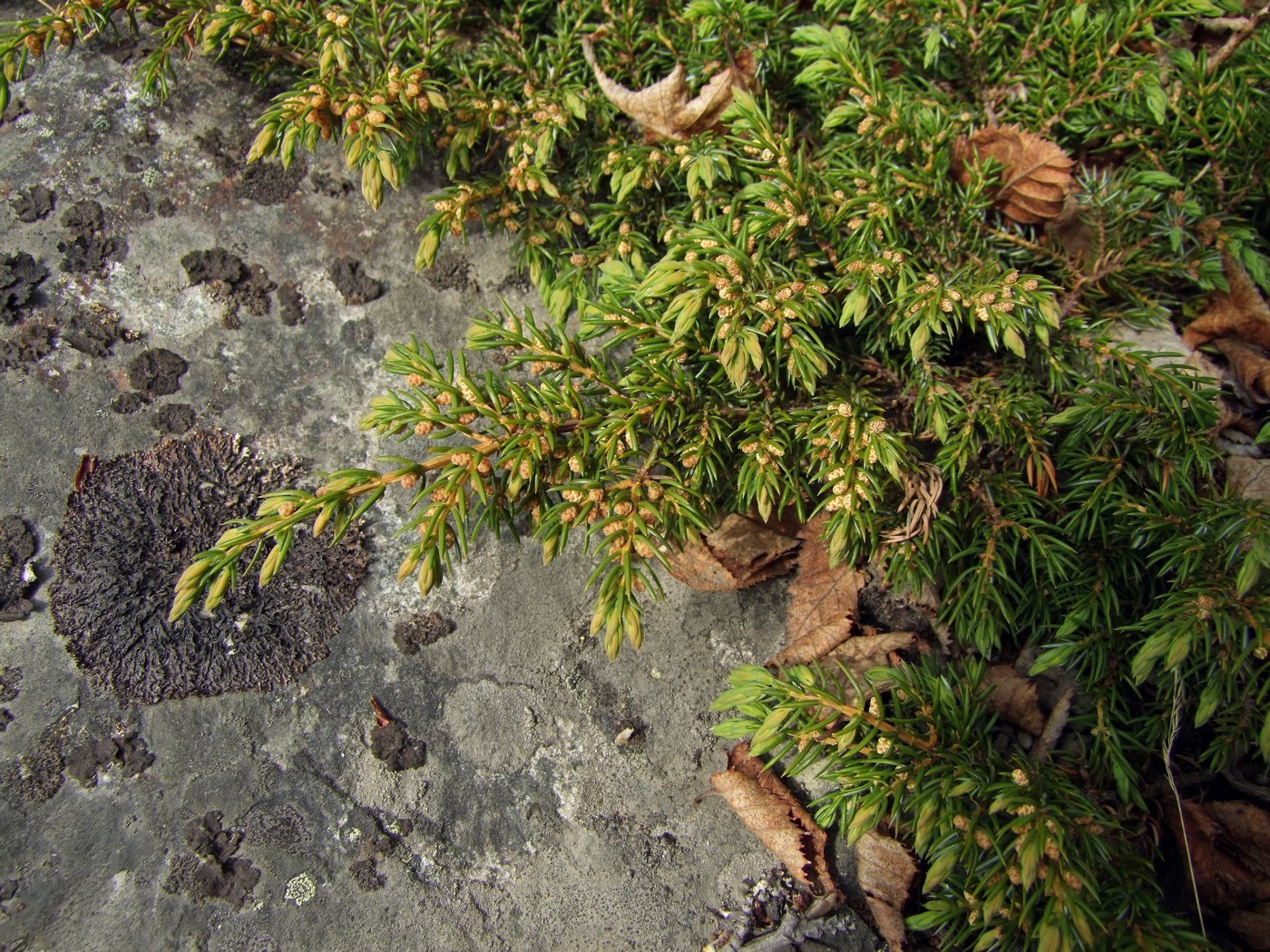 Изображение особи Juniperus sibirica.