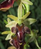 Ophrys mammosa подвид caucasica. Цветок. Краснодарский край, м/о г. Новороссийск, в культуре на приусадебном участке. 6 мая 2017 г.