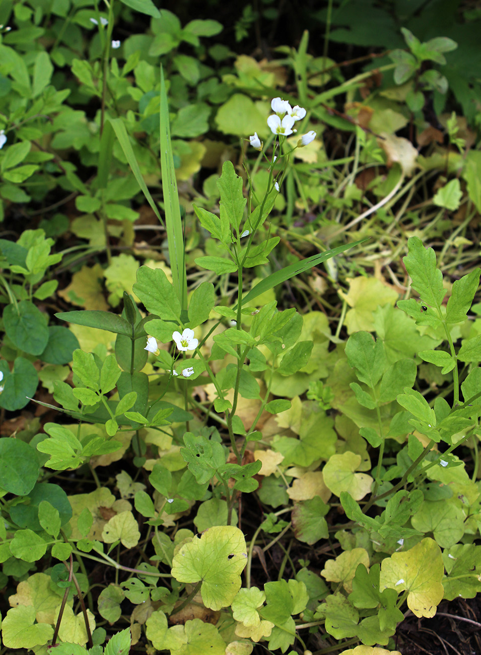 Изображение особи Cardamine amara.