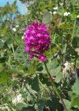 Anacamptis pyramidalis