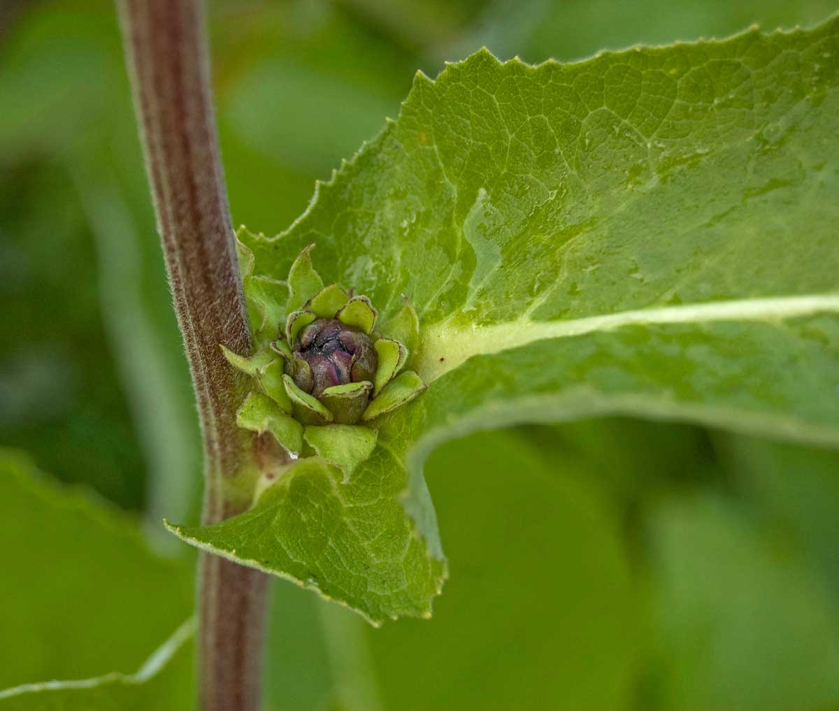 Изображение особи Inula helenium.