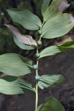 Polygonatum odoratum. Верхушка плодоносящего растения. Крым, окр. с. Соколиного, Большой Каньон, крутой склон вдоль тропы в буковом лесу. 17.08.2017.