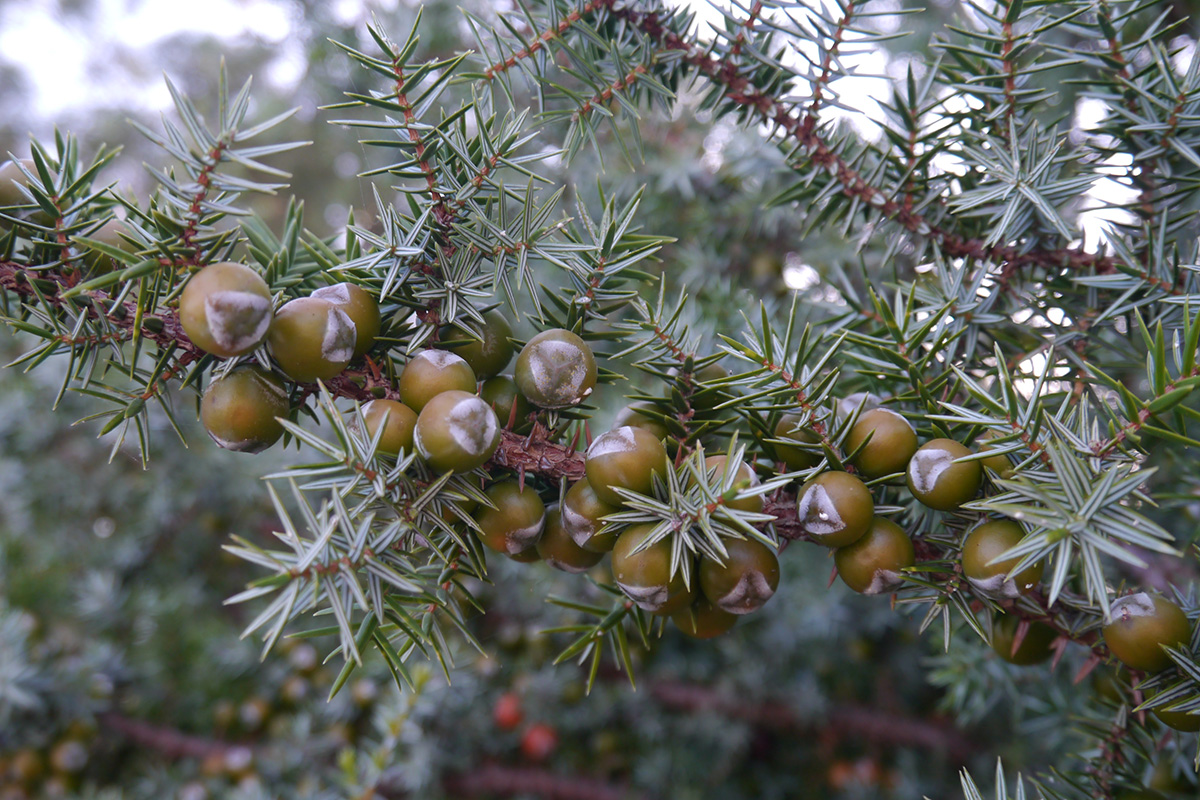 Изображение особи Juniperus oxycedrus ssp. macrocarpa.