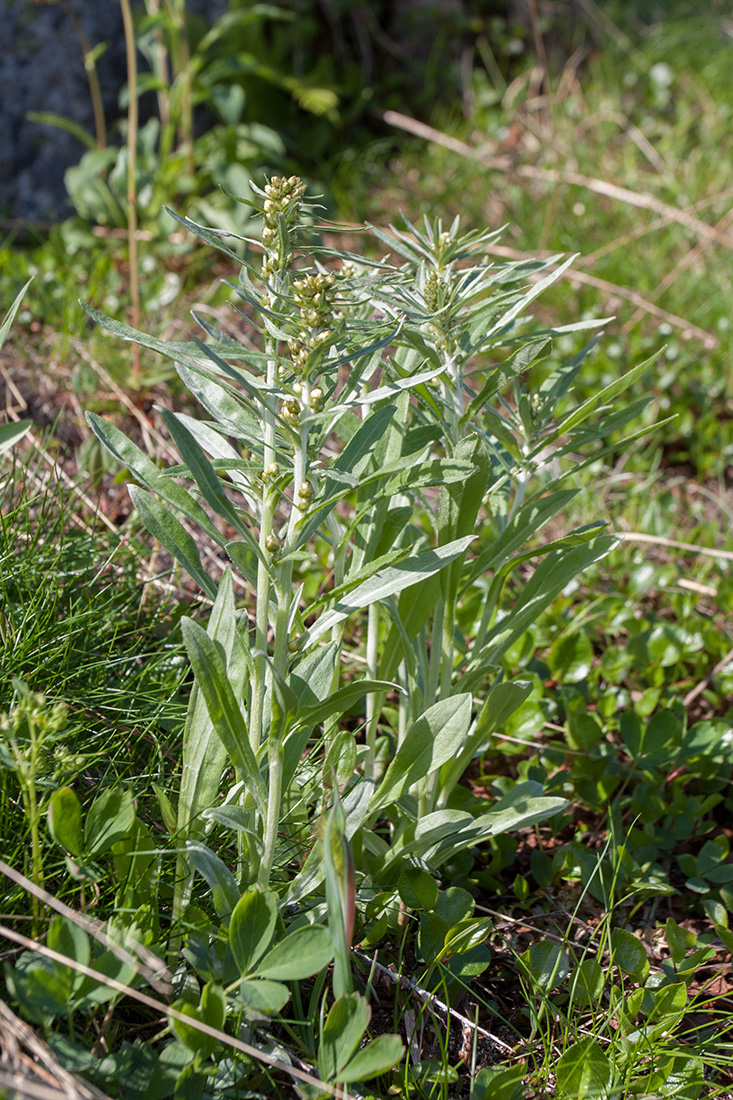 Изображение особи Omalotheca norvegica.