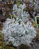 Cladonia rangiferina