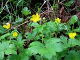 Ranunculus carpaticus