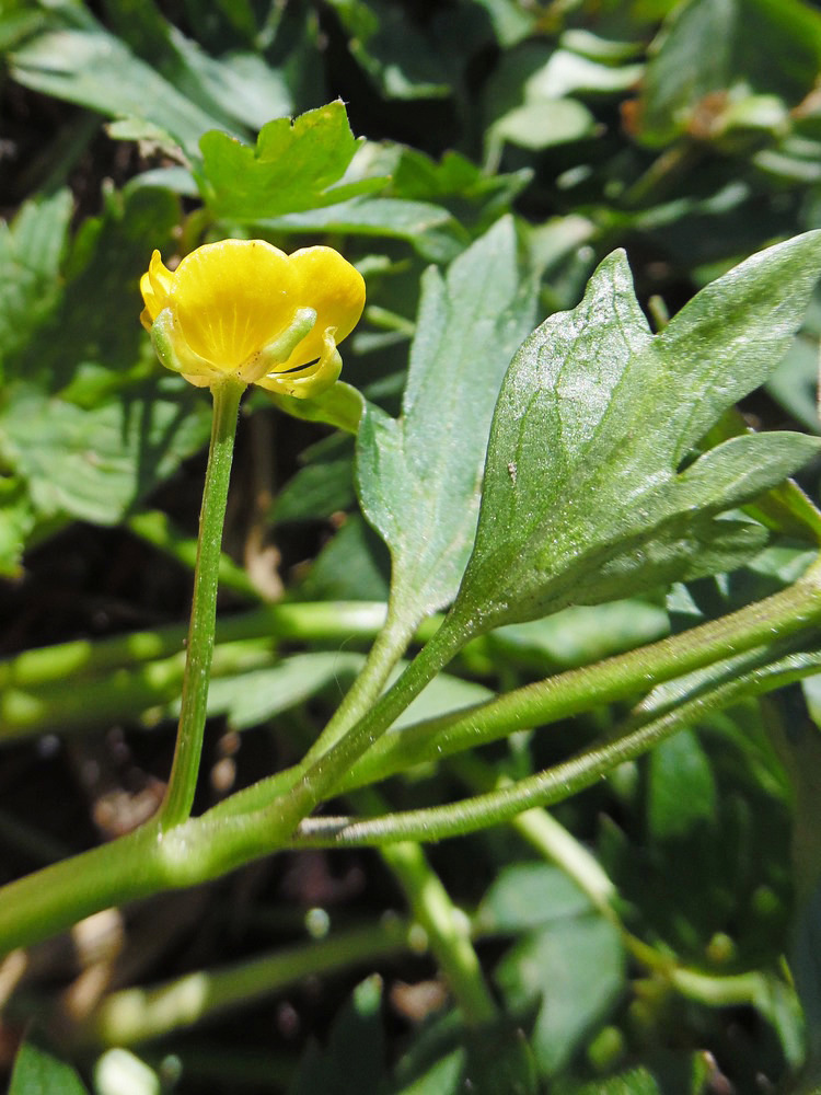 Изображение особи Ranunculus repens.