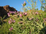 Astragalus arbuscula. Верхушка цветущего растения в кустарниковом сообществе с Spiraea hypericifolia. Казахстан, Алматинская обл., юго-зап. шлейфы Джунгарского Алатау, правая сторона каньона р. Или в окр. вдхр. Капчагай. 2 мая 2018 г.