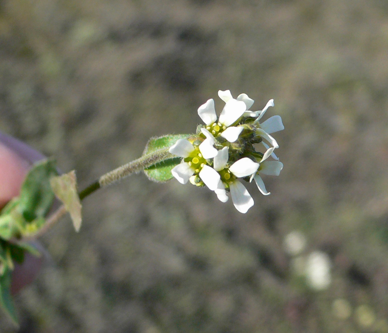 Изображение особи род Draba.