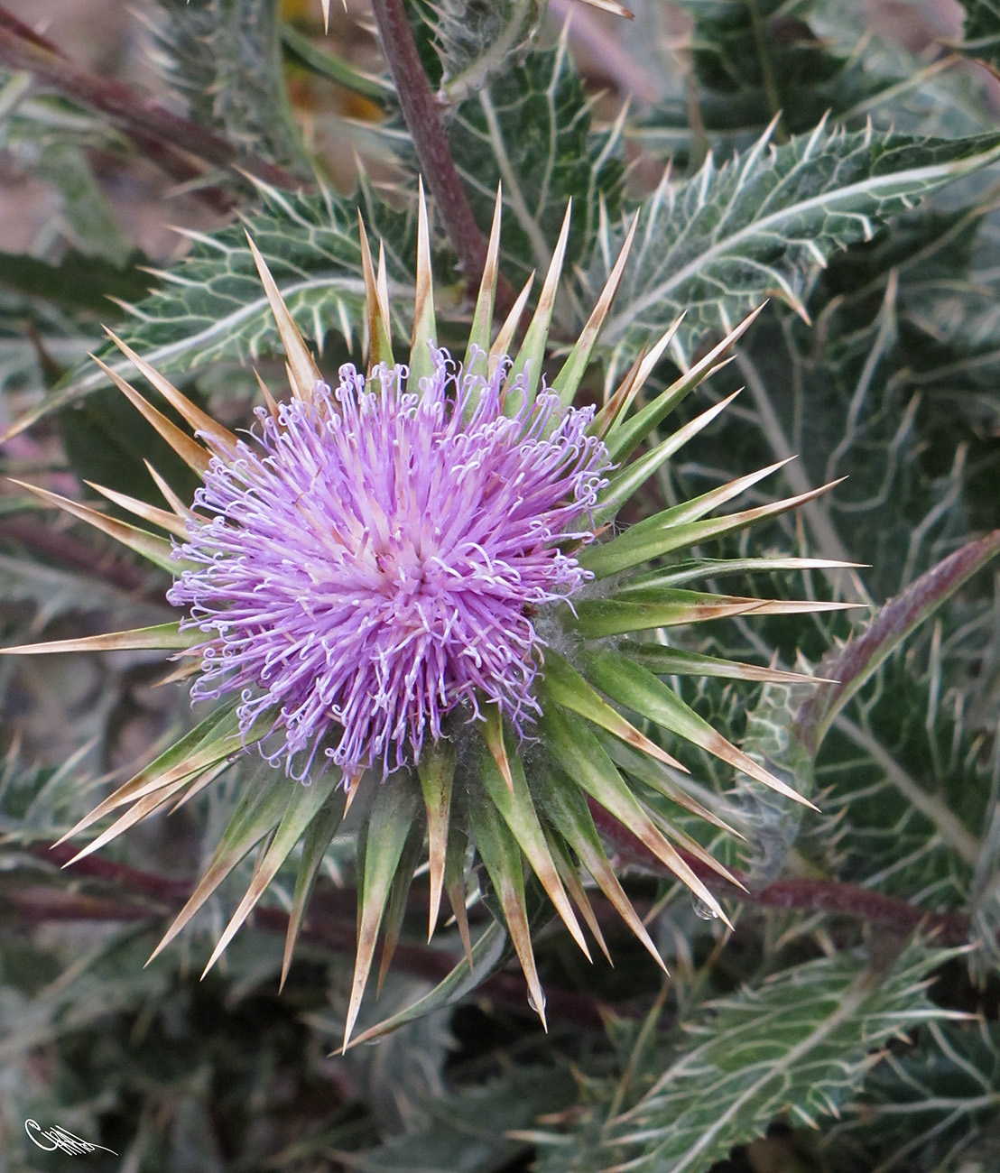 Изображение особи Cousinia speciosa.