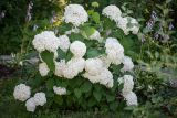 Hydrangea arborescens. Цветущее растение ('Annabelle'). Кировская обл., г. Киров, Ботанический сад Вятского государственного университета, в культуре. 31.07.2018.