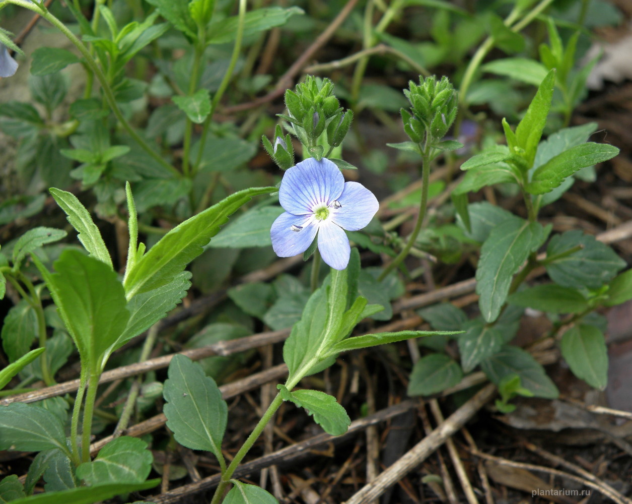 Image of Veronica umbrosa specimen.