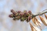 Fraxinus excelsior