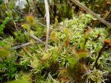 Drosera rotundifolia. Вегетирующие растения среди Sphagnum angustifolium. Нижегородская обл., Ардатовский р-н, окр. ж.-д. станции Венец, небольшое верховое болото на вырубке с разными видами Sphagnum, Polytrichum commune, Calluna vulgaris, Vaccinium myrtillus, Vaccinium vitis-idaea. 17.06.2020.