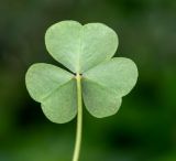 Oxalis purpurascens