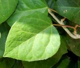 Hedera colchica. Лист. Краснодарский край, городской округ Сочи, мкр-н Хоста, восточный склон горы Ахун, реликтовая тисо-самшитовая роща. Июль 2020 г.