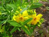 Hypericum kalmianum. Цветки, бутоны и листья. Томск, Сибирский ботанический сад, в культуре. Август 2019 г.