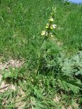 Phlomoides labiosa