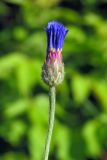 Centaurea cyanus. Верхушка побега с развивающимся соцветием. Ульяновск, Заволжский р-н, луг перед парком им. 40-летия ВЛКСМ. 25.06.2022.