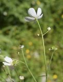 Ranunculus platanifolius