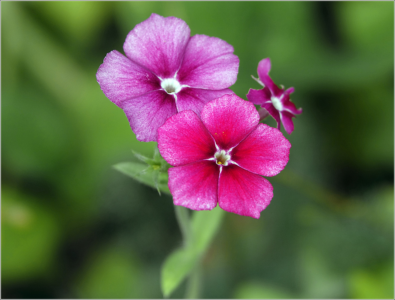 Изображение особи Phlox drummondii.