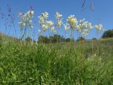 Filipendula vulgaris. Цветущие растения. Луганская народная республика, г. Луганск, балка Калмыцкий Яр, склон юго-восточной эксп., ложбина стока, луговая степь. 06.06.2023.