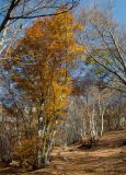 Fagus × taurica. Деревья с листьями в осенней окраске. Крым, гора Южная Демерджи, буковый лес. 31.10.2021.