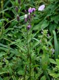 Cirsium setosum