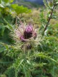 Cirsium obvallatum. Верхушка побега с распускающимися соцветиями. Краснодарский край, городской округ Сочи, Адлерский р-н, с. Эстосадок, горнолыжный курорт \"Роза Хутор\", пеший маршрут \"Панорама\", южный склон хр. Аибга, 2200 м н.у.м., обочина грунтовой дороги. 08.08.2023.