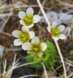 Saxifraga cespitosa. Цветки. Коми, Интинский р-н, Приполярный Урал, хр. Малдынырд, истоки руч. Алькесвож, каменистая горная тундра. 20.07.2010.