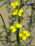 Erysimum czernjajevii. Цветки. Казахстан, Кызылординская обл., окр. г. Аральск, песчаная пустыня. 26.04.2011.